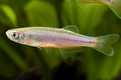 Danio albolineatus
