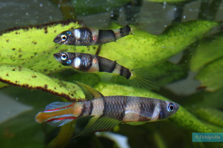Pseudepiplatys annulatus - killi payaso