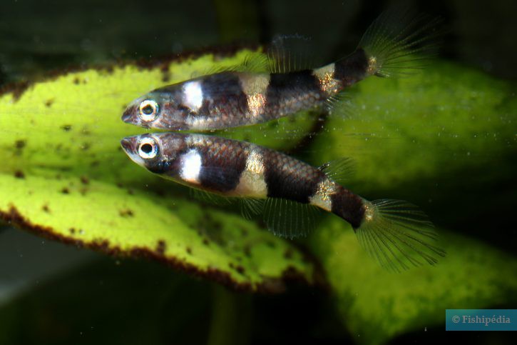 Pseudepiplatys annulatus - killi payaso