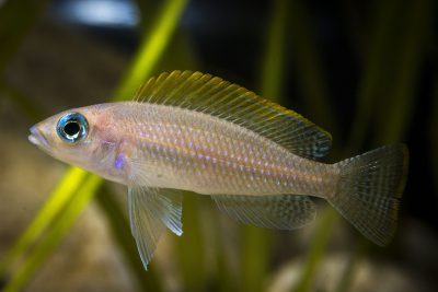 Neolamprologus caudopunctatus Cichlidae