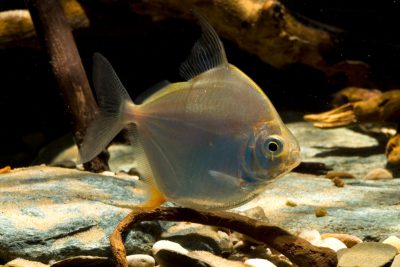 Metynnis hypsauchen Characidae