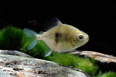 Myloplus schomburgkii Serrasalmidae