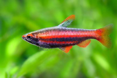 poisson-crayon rouge Lebiasinidae