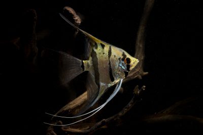 scalaire Cichlidae