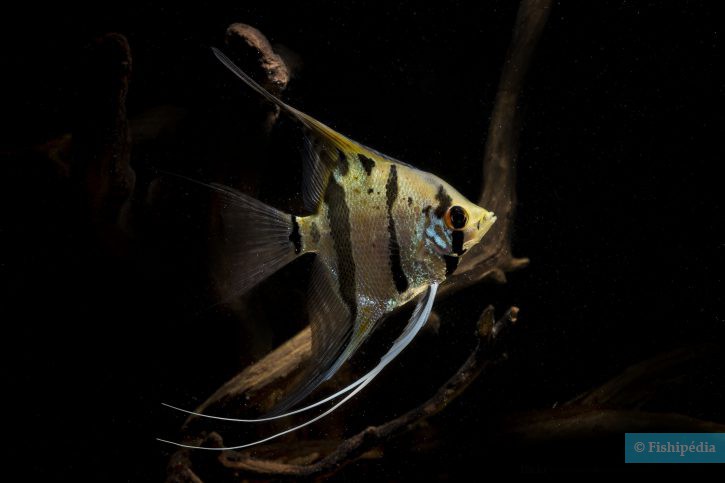 Scalaire forme sauvage - Pterophyllum scalare