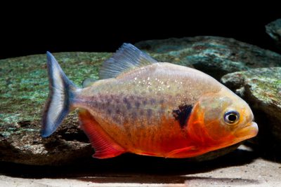 piranha tacheté Serrasalmidae