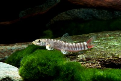 Schistura vinciguerrae Nemacheilidae