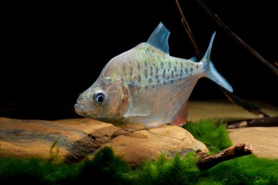 Serrasalmus compressus Serrasalmidae