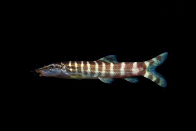 Sinibotia pulchra