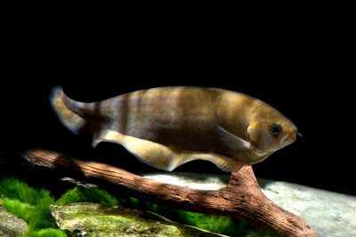 Xenomystus nigri