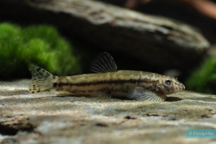 Yaoshania pachychilus