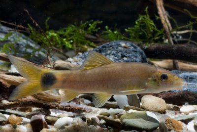 yasuhikotakia lecontei Cobitidae