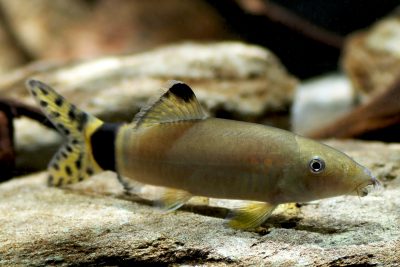 botia splendide Cobitidae
