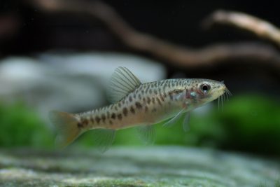 Yunnanilus brevis