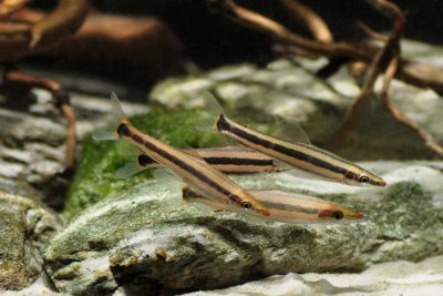 Anostomus ternetzi Anostomidae