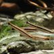 picture of Anostomus ternetzi