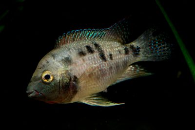 Neetroplus panamensis Cichlidae