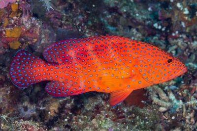 Cephalopholis miniata