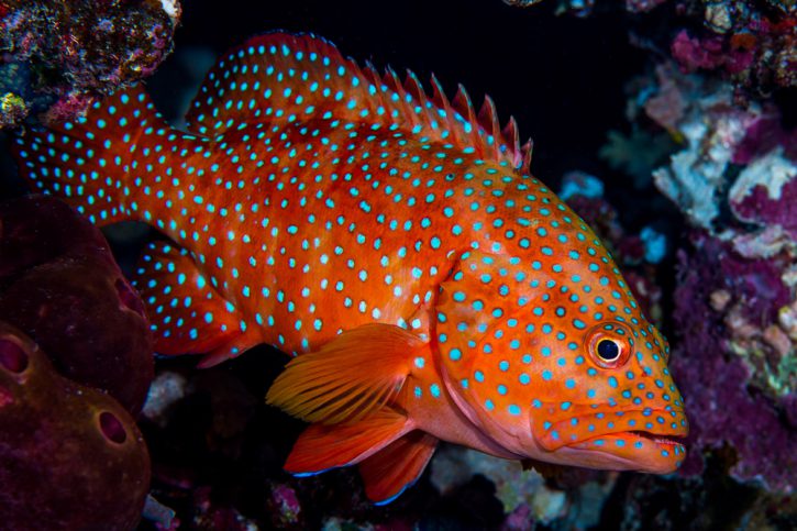 Cephalopholis miniata - merlo del coral