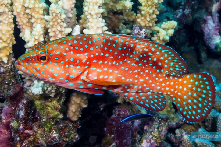 Cephalopholis miniata - merlo del coral