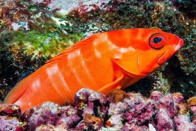 mérou oriflamme Serranidae