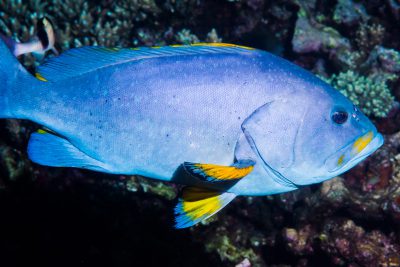 mérou faraud Epinephelidae