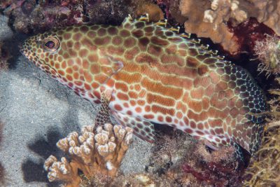 Epinephelus merra