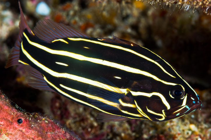 Grammistes sexlineatus