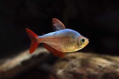 Tétra de Colombie Characidae
