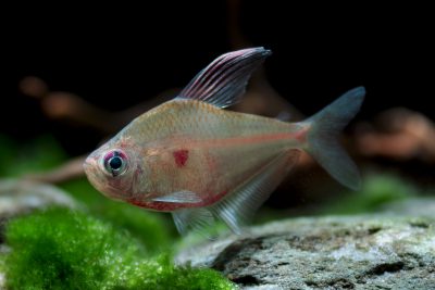 cœur saignant Characidae