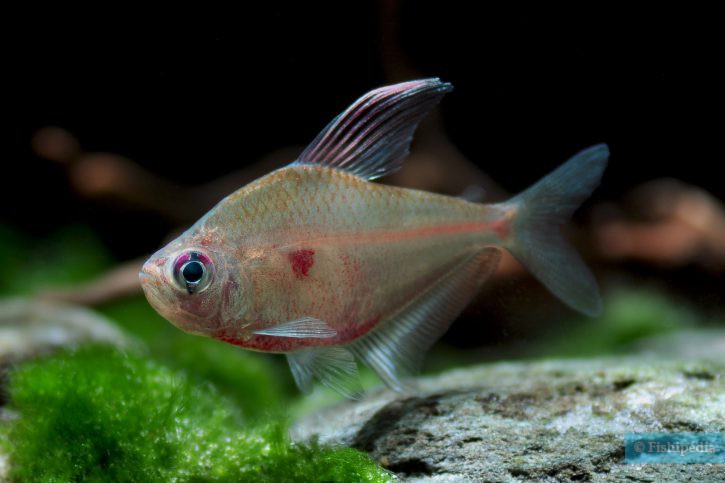 Hyphessobrycon erythrostigma