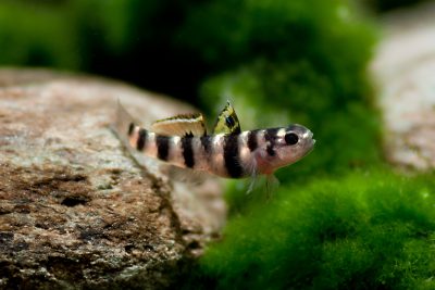 Mugilogobius tigrinus