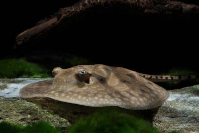 raie d'eau douce porc-épic Potamotrygonidae