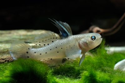 Stigmatogobius sadanundio