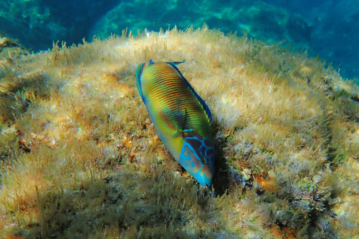 Mar Mediterráneo - Lista de peces - Fishipedia