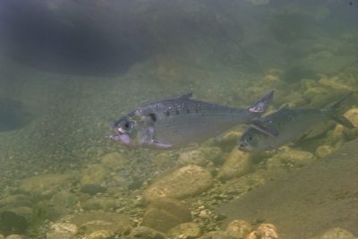 saboga