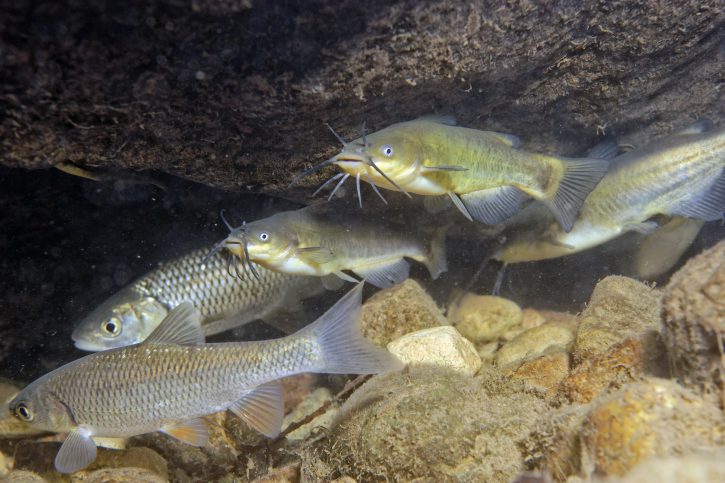 Ameiurus melas - pez gato negro