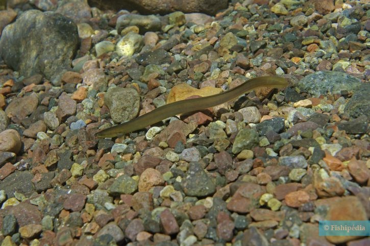 Anguilla anguilla - anguila europea