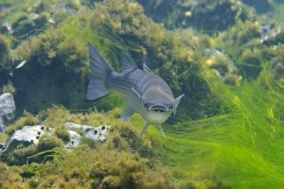 Chelon labrosus