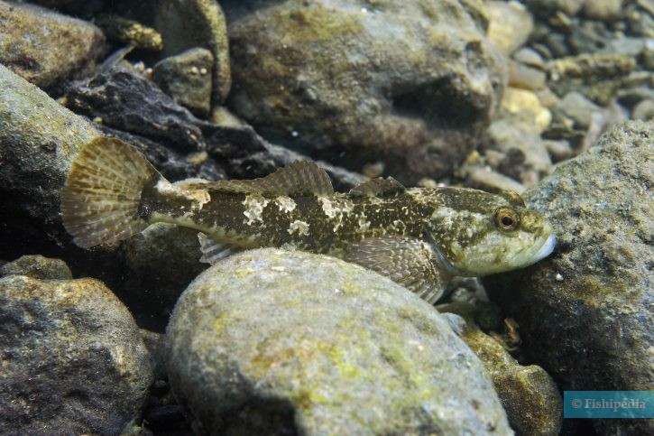 Cottus gobio