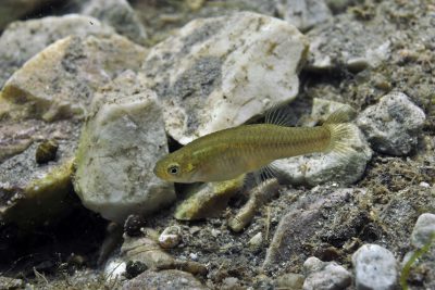 Gambusia holbrooki
