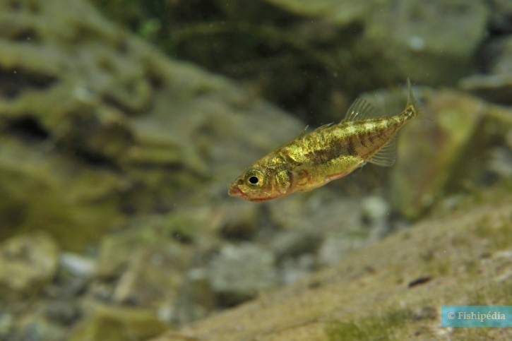 Gasterosteus aculeatus