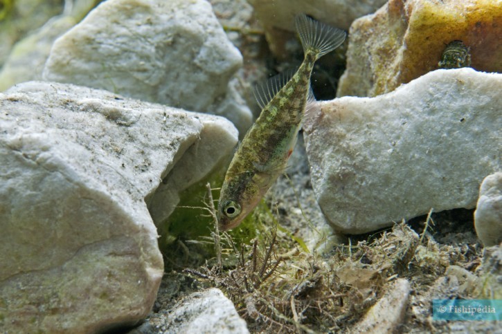 Gasterosteus aculeatus