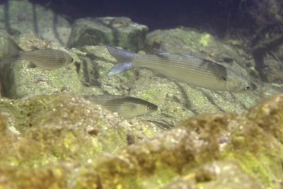 Chelon auratus