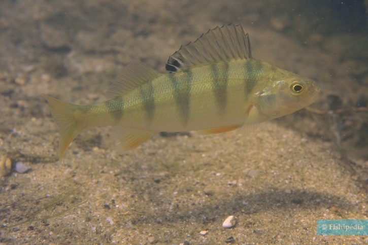 Perca fluviatilis