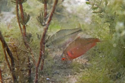 Rhodeus amarus