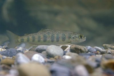 salmón del Atlántico