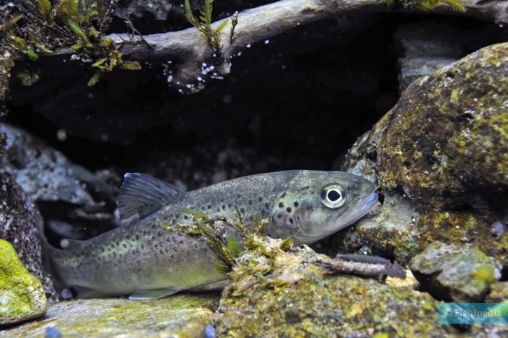 Salmo trutta