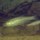picture of Squalius cephalus