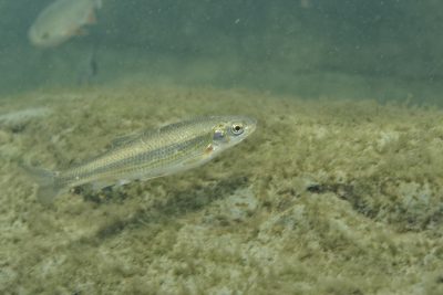 Telestes souffia Cyprinidae